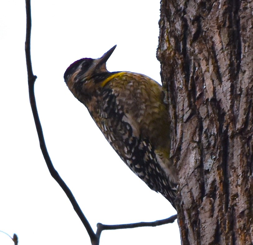 Yellow-bellied Sapsucker - Bill Dries