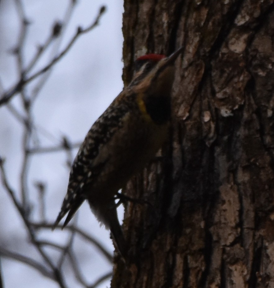 Yellow-bellied Sapsucker - ML420261461