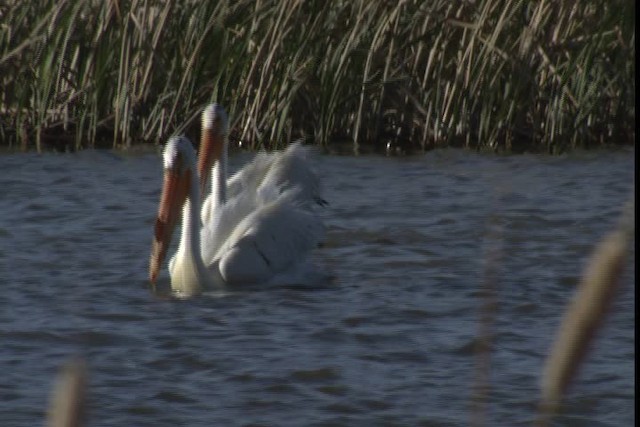 American White Pelican - ML420262