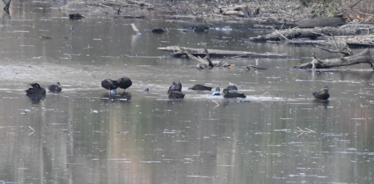 American Black Duck - Bill Dries