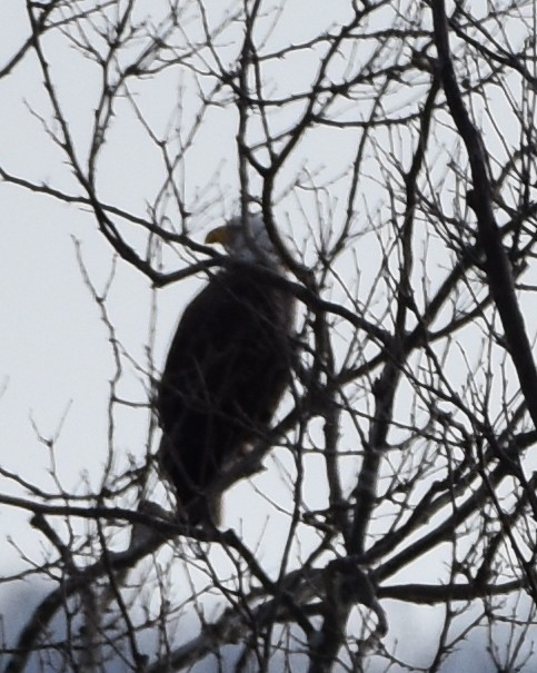 Bald Eagle - ML420263771