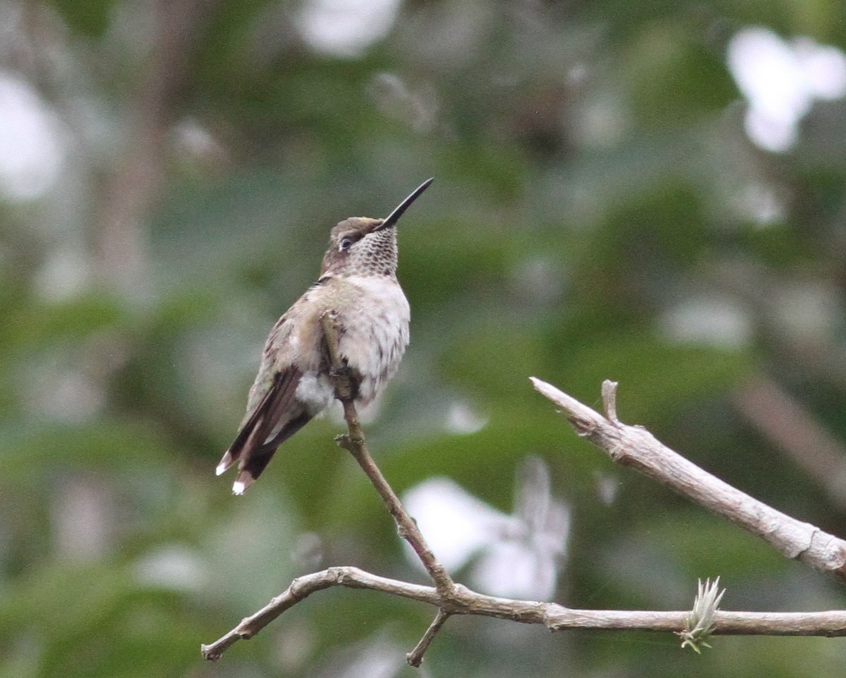 Ruby-throated Hummingbird - ML42026501