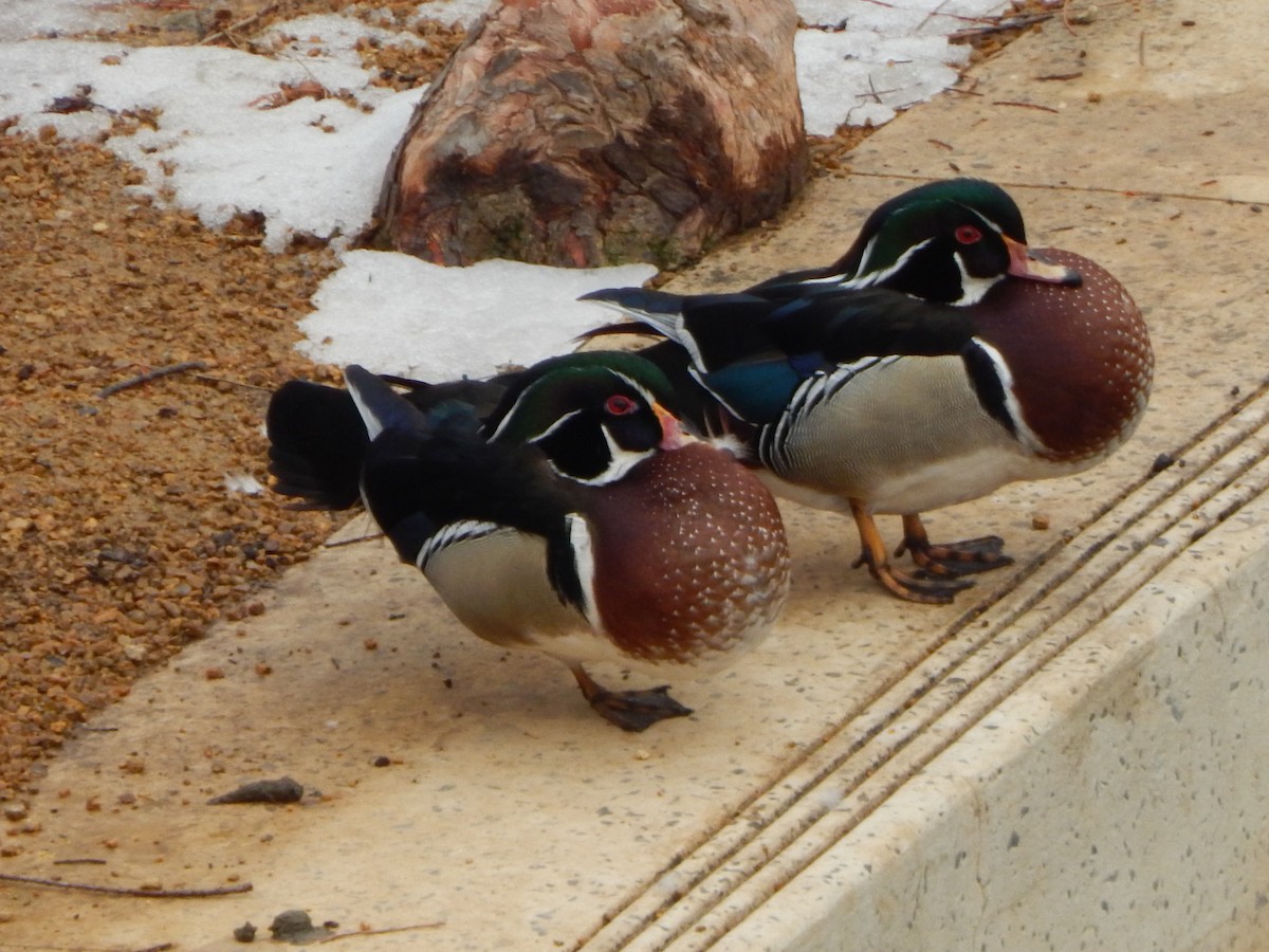 Wood Duck - ML420267791