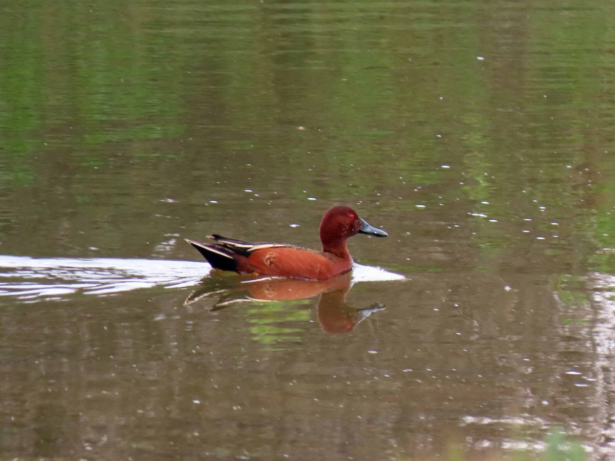 Cinnamon Teal - ML420267891