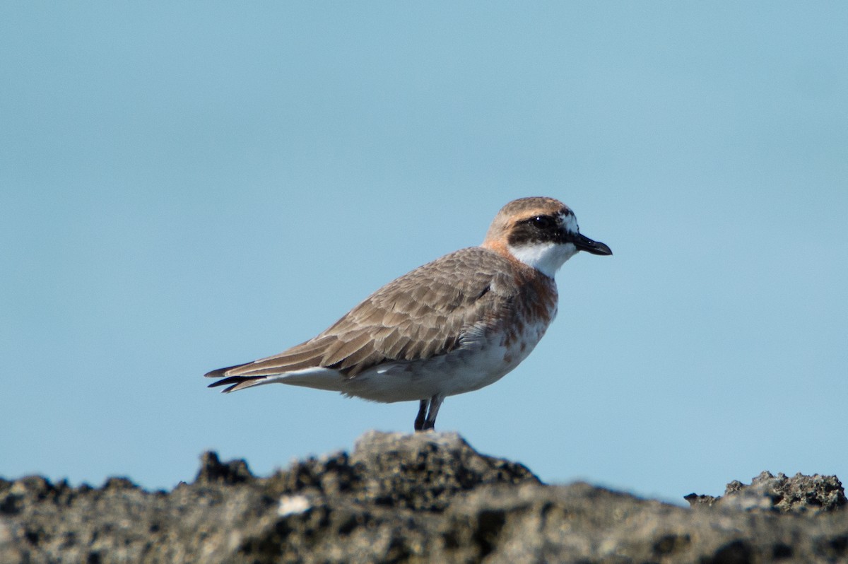 Siberian Sand-Plover - Trenton Voytko