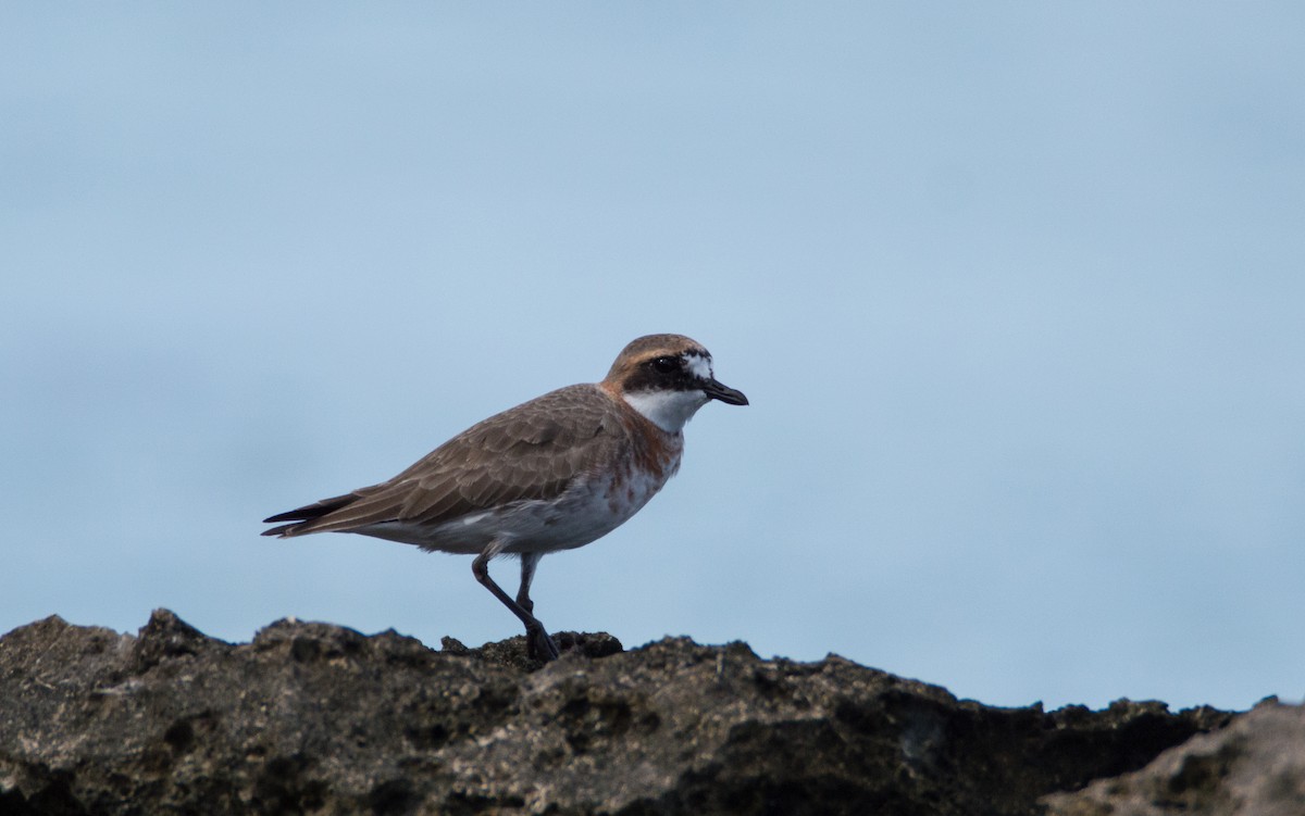 Siberian Sand-Plover - ML420268931