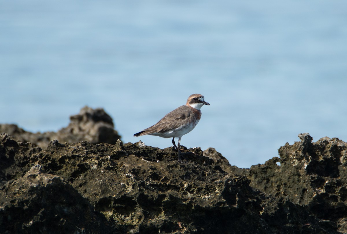 Siberian Sand-Plover - ML420269271