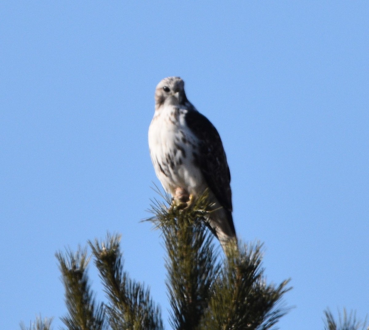 Red-tailed Hawk (Harlan's) - ML420270881