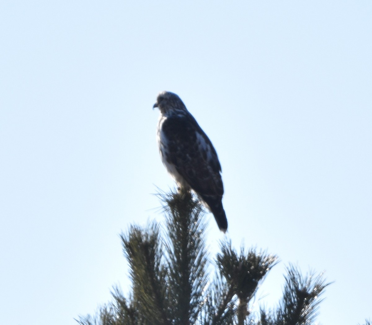 Red-tailed Hawk (Harlan's) - ML420270971
