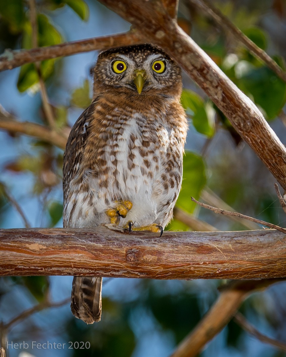 Cuban Pygmy-Owl - ML420271311