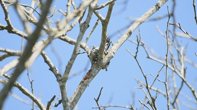 Stripe-breasted Starthroat - ML420271391