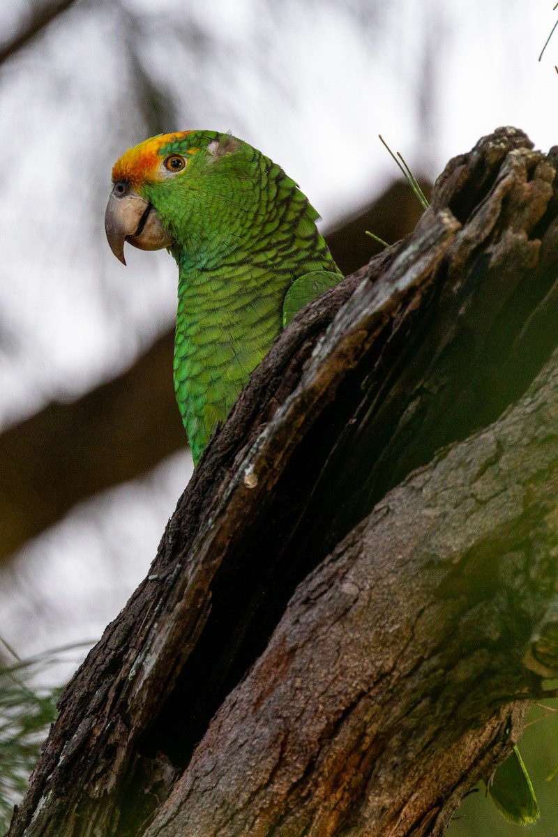 Yellow-crowned Amazon - ML420274011
