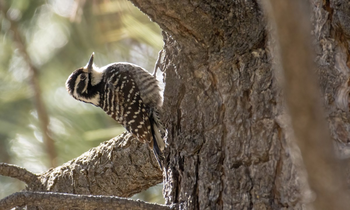 Nuttall's Woodpecker - ML420274861