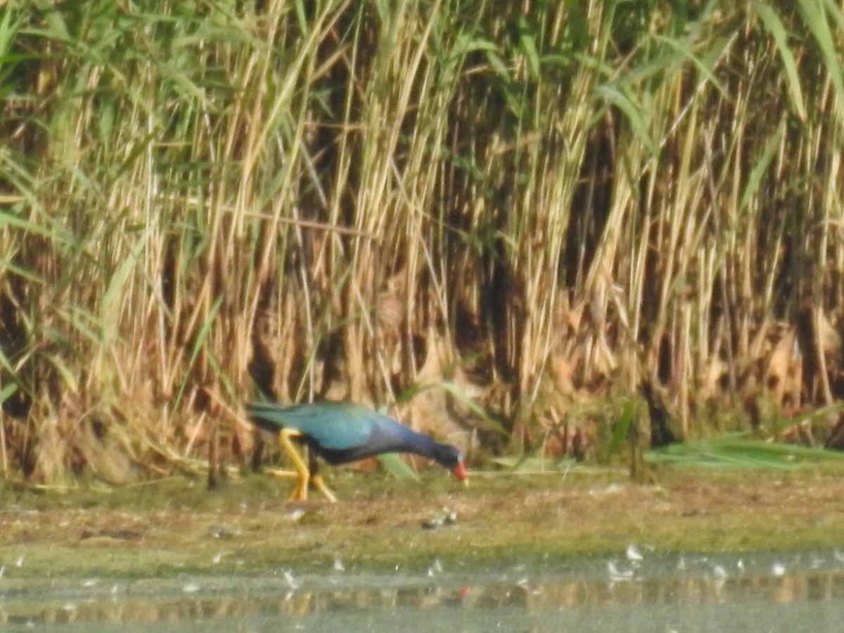 Purple Gallinule - ML420275151