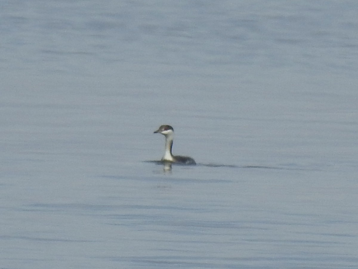 Horned Grebe - ML420275961