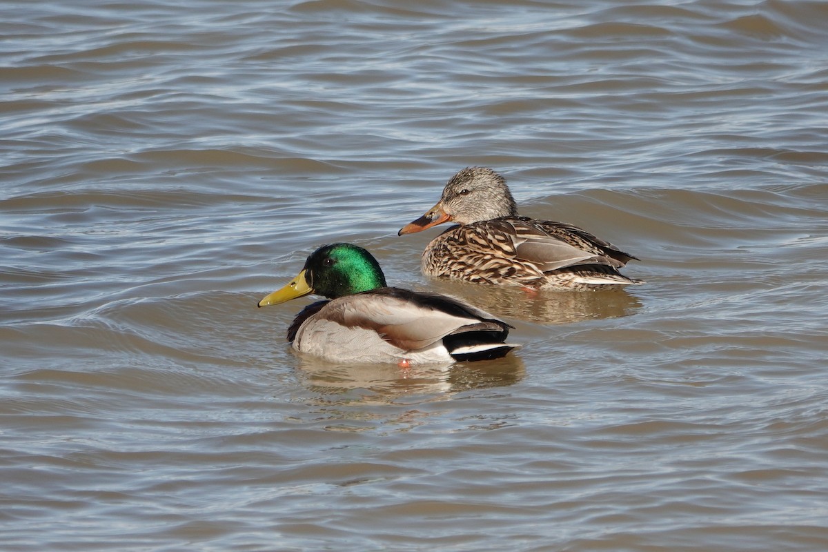 Mallard - Sara Griffith