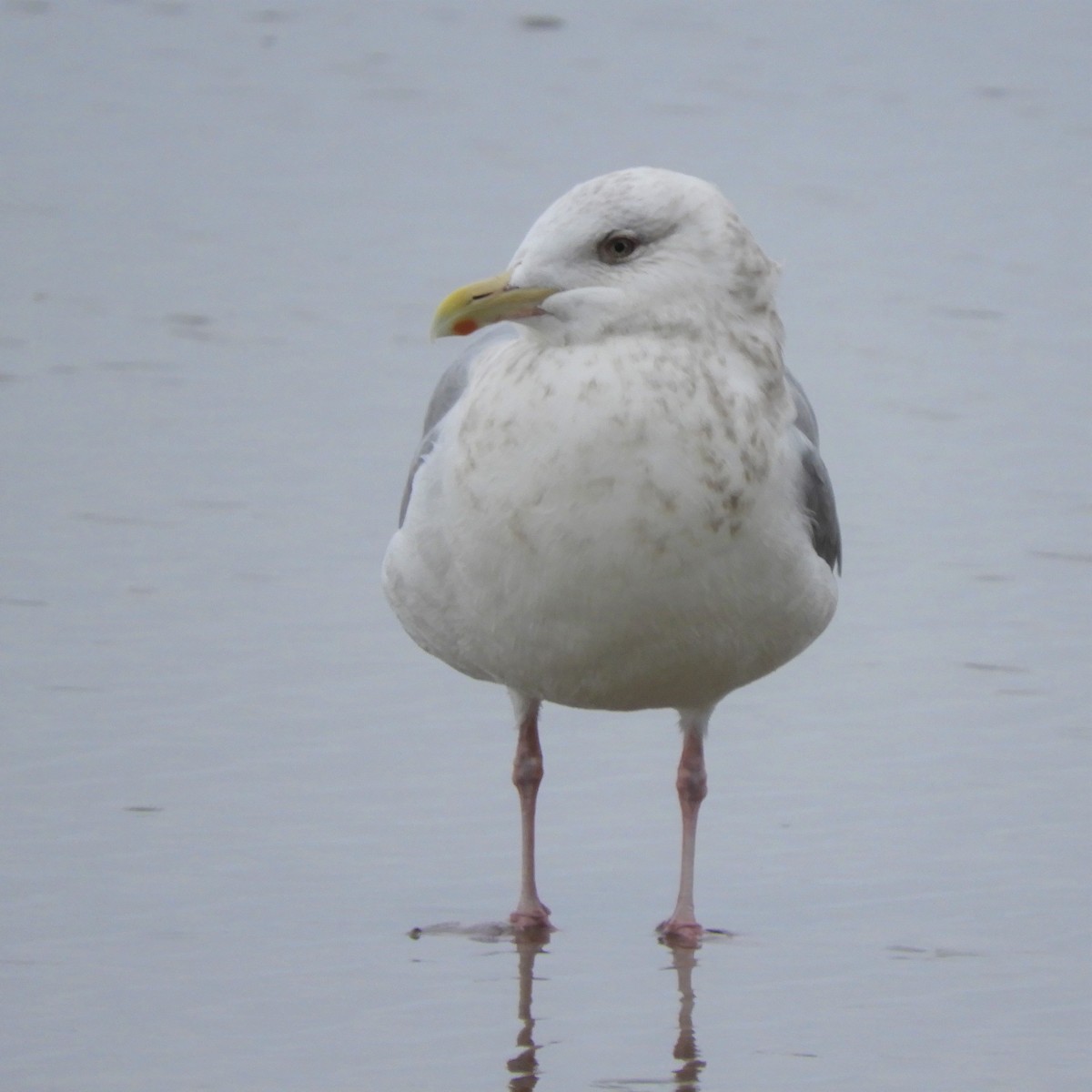 Gaviota Groenlandesa (thayeri) - ML420278541