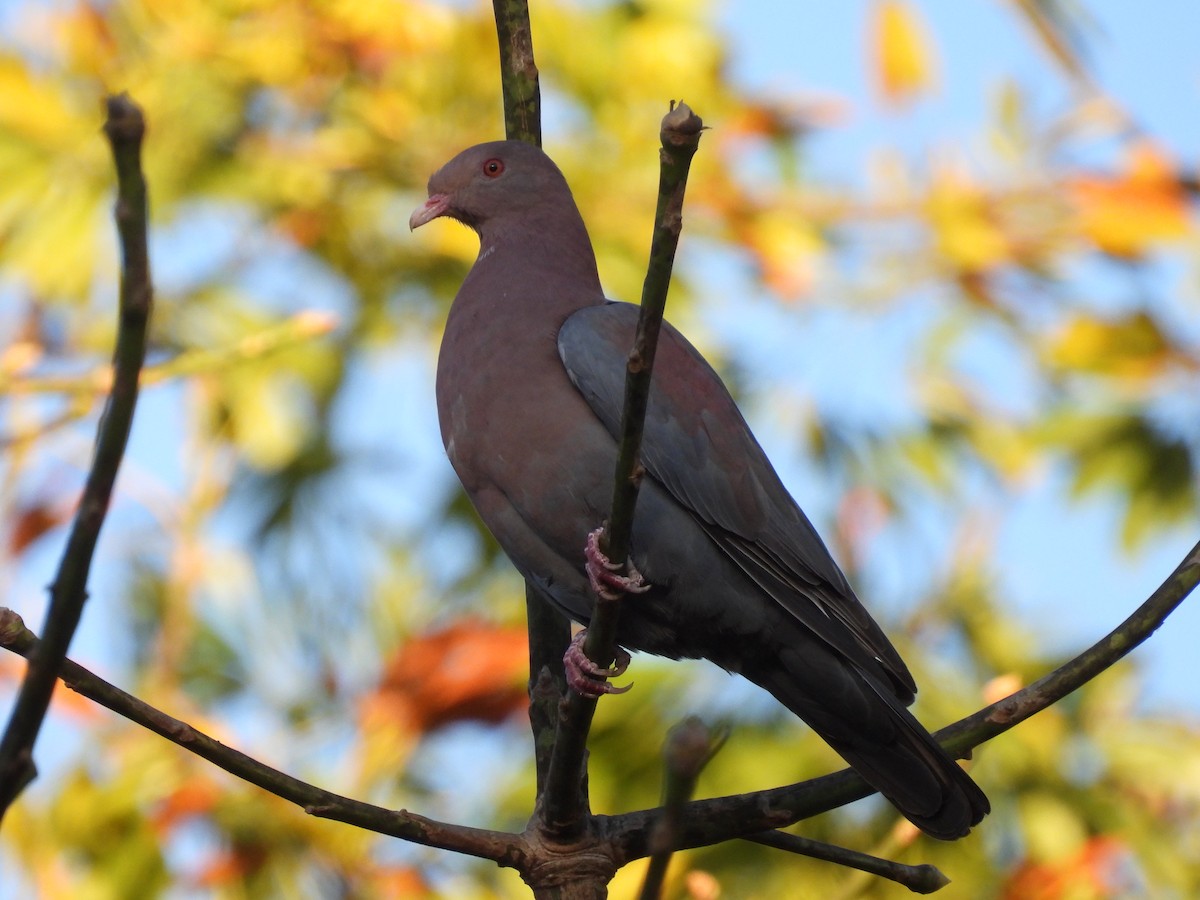Red-billed Pigeon - Adlai Meneses