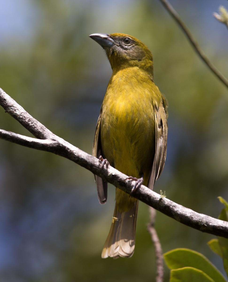 Hepatic Tanager - Isaias Morataya