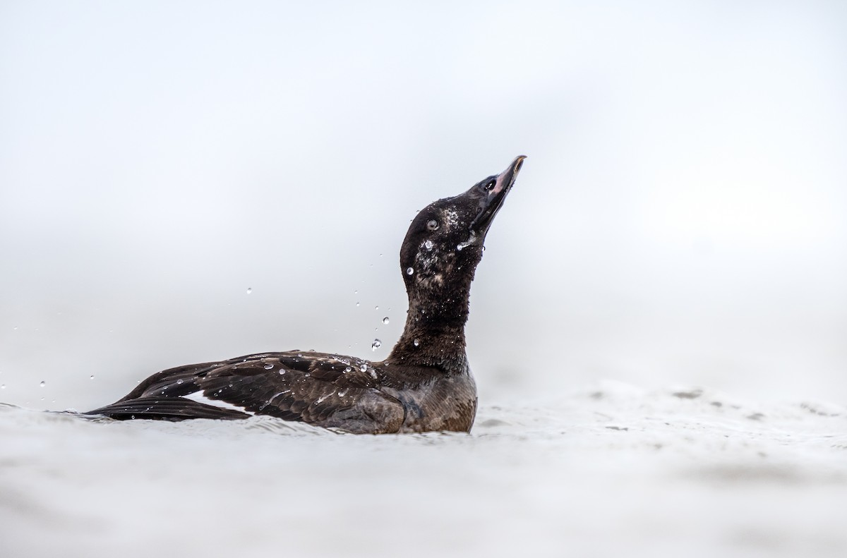 White-winged Scoter - ML420281761