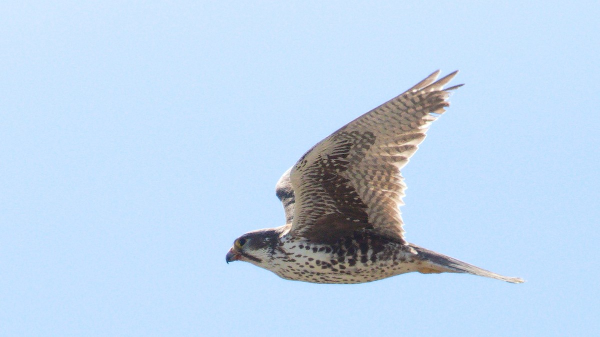 Prairie Falcon - Mark Scheel