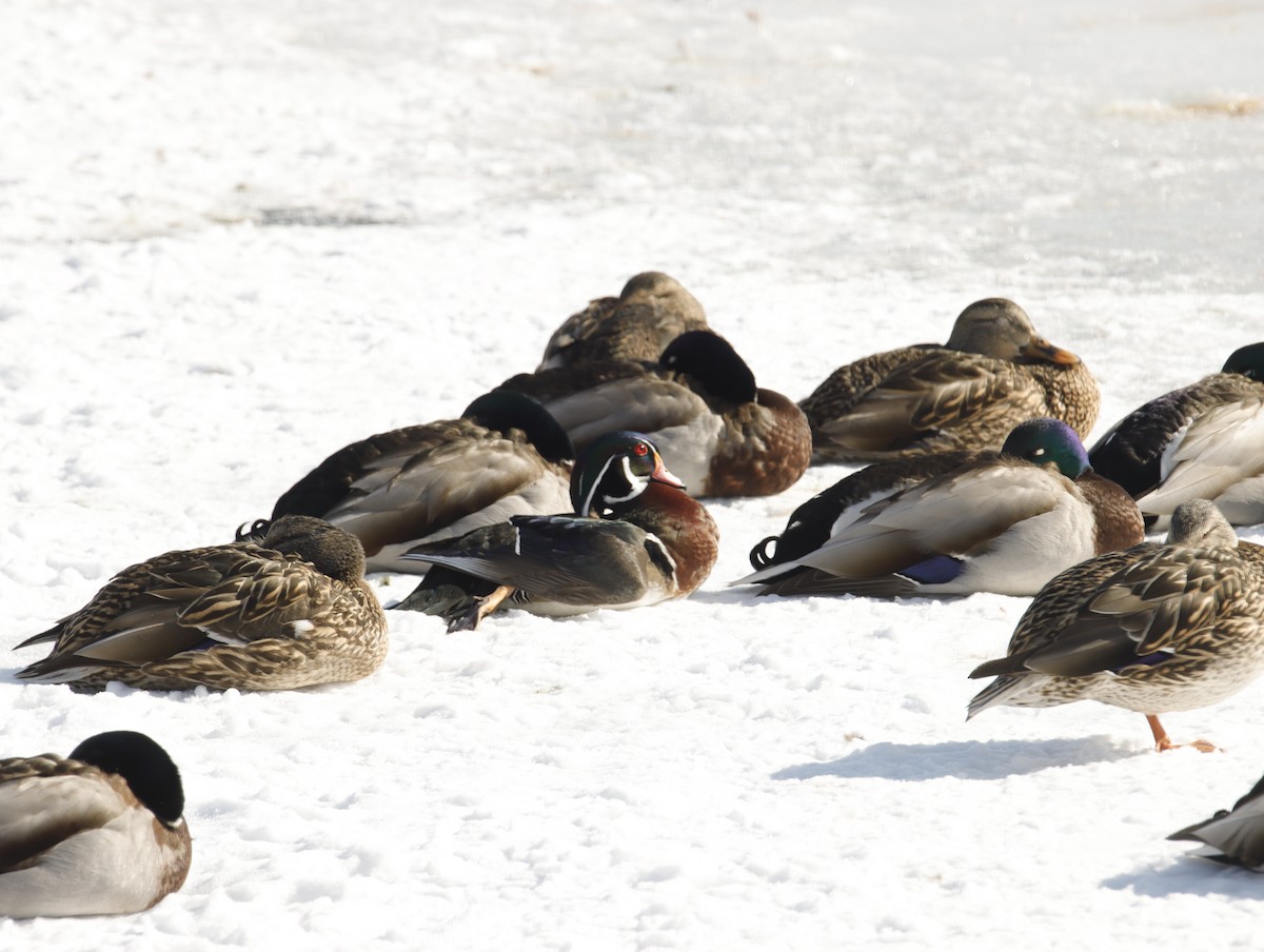 Wood Duck - ML420283561