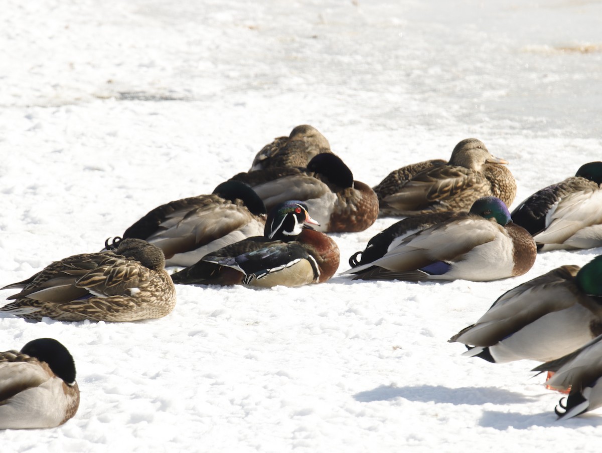 Wood Duck - ML420283661