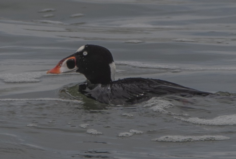 Surf Scoter - ML420284941