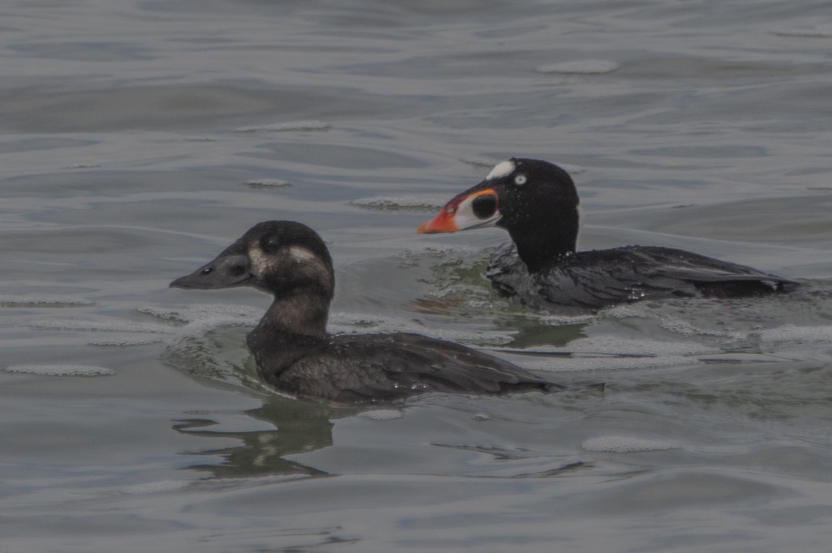 Surf Scoter - ML420284951