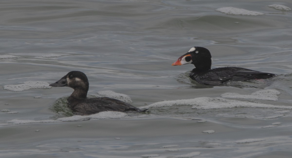 Surf Scoter - ML420284961