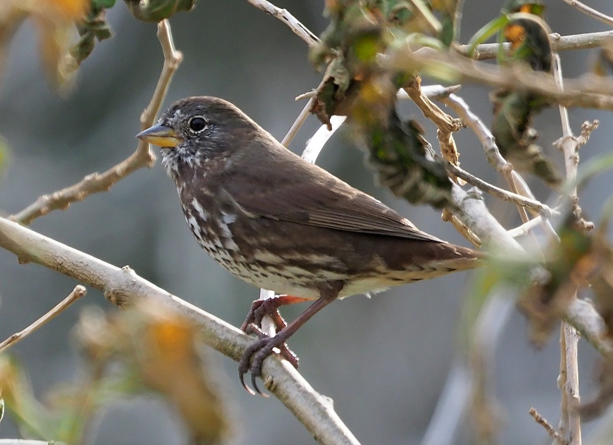 Fox Sparrow (Sooty) - ML420286891