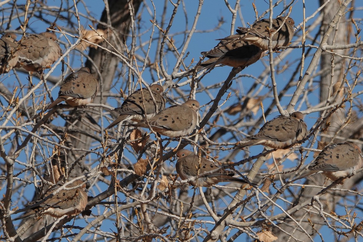 Mourning Dove - ML420287631