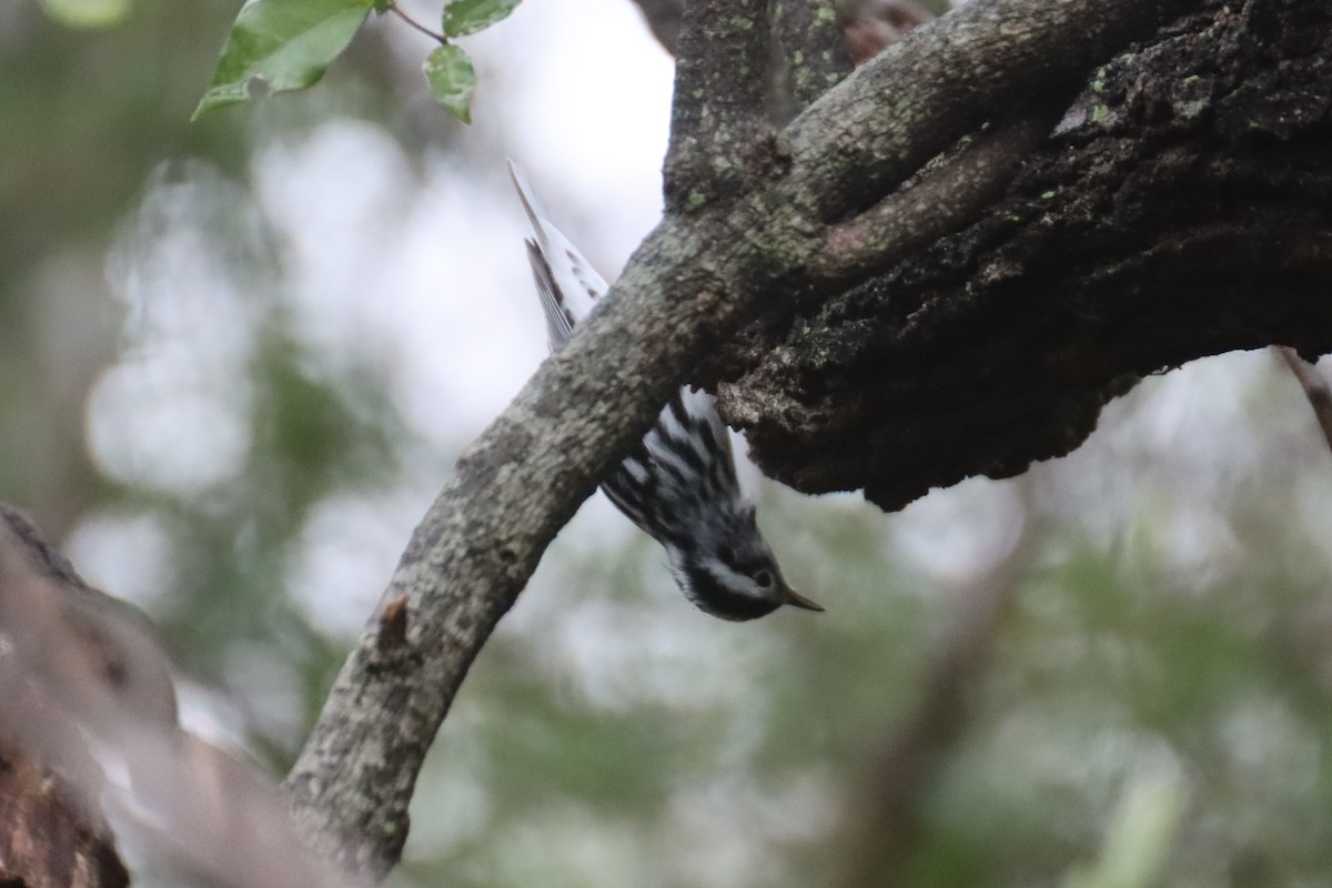 Black-and-white Warbler - ML420289211