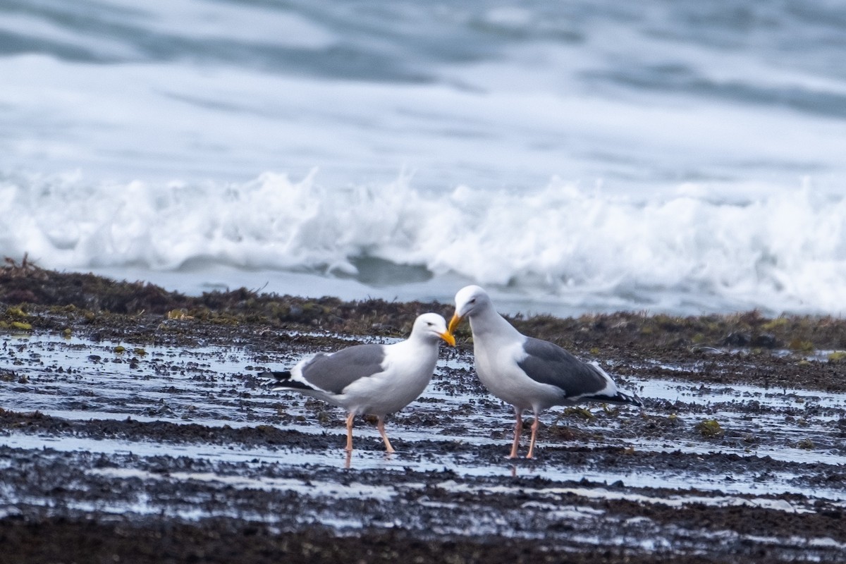 Western Gull - ML420291871