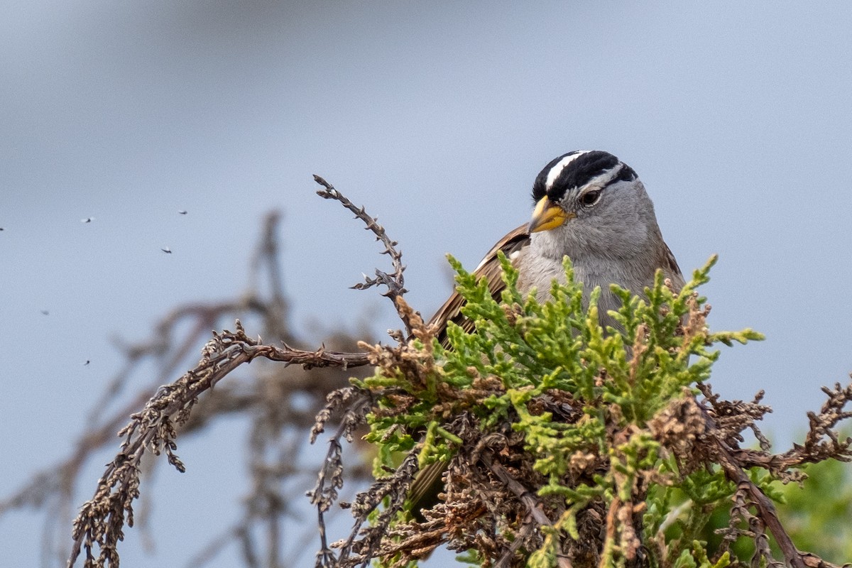 White-crowned Sparrow - ML420292001