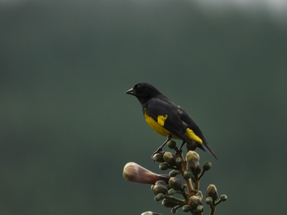 Yellow-bellied Siskin - ML420292391