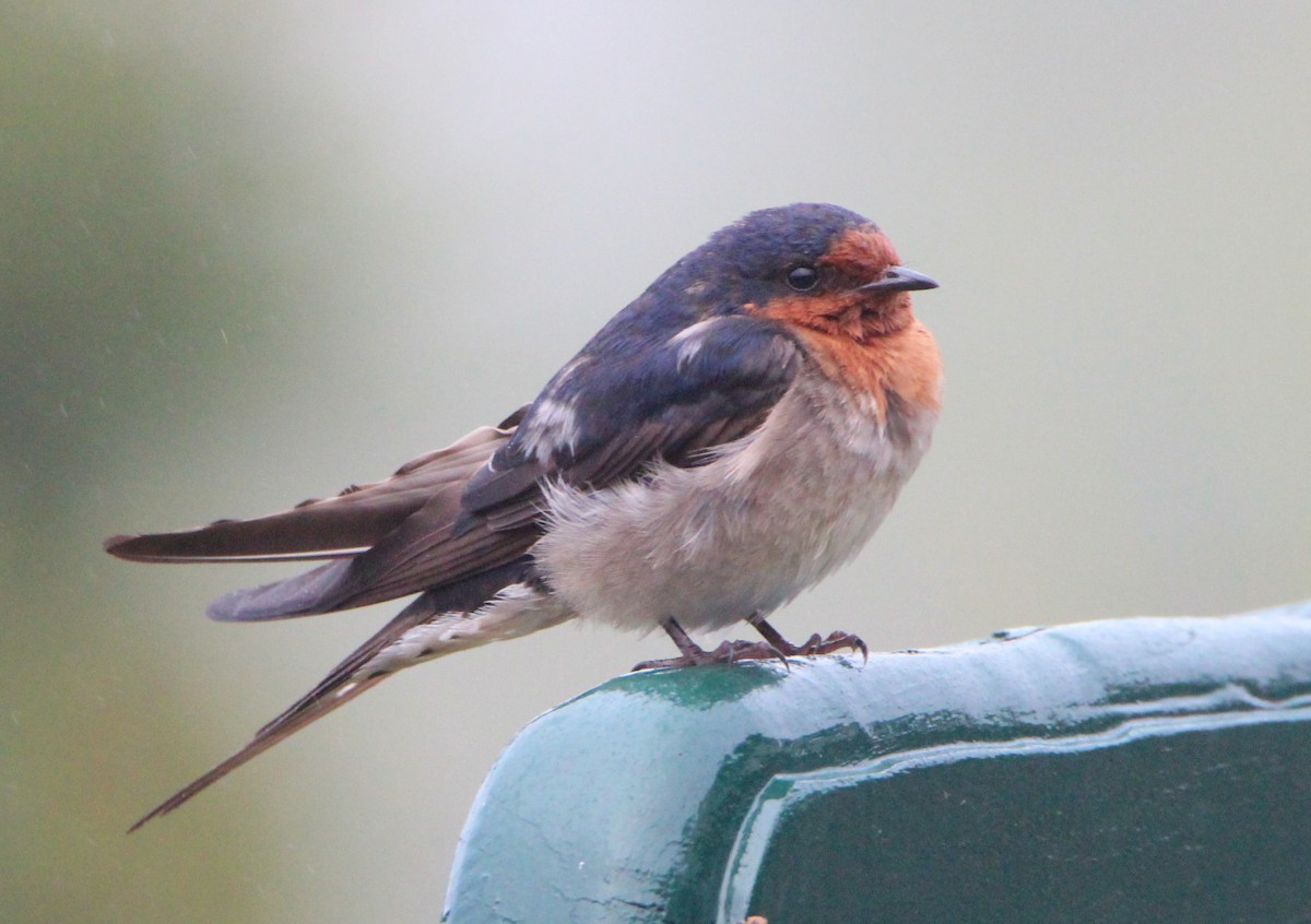 Welcome Swallow - Sandra Gallienne