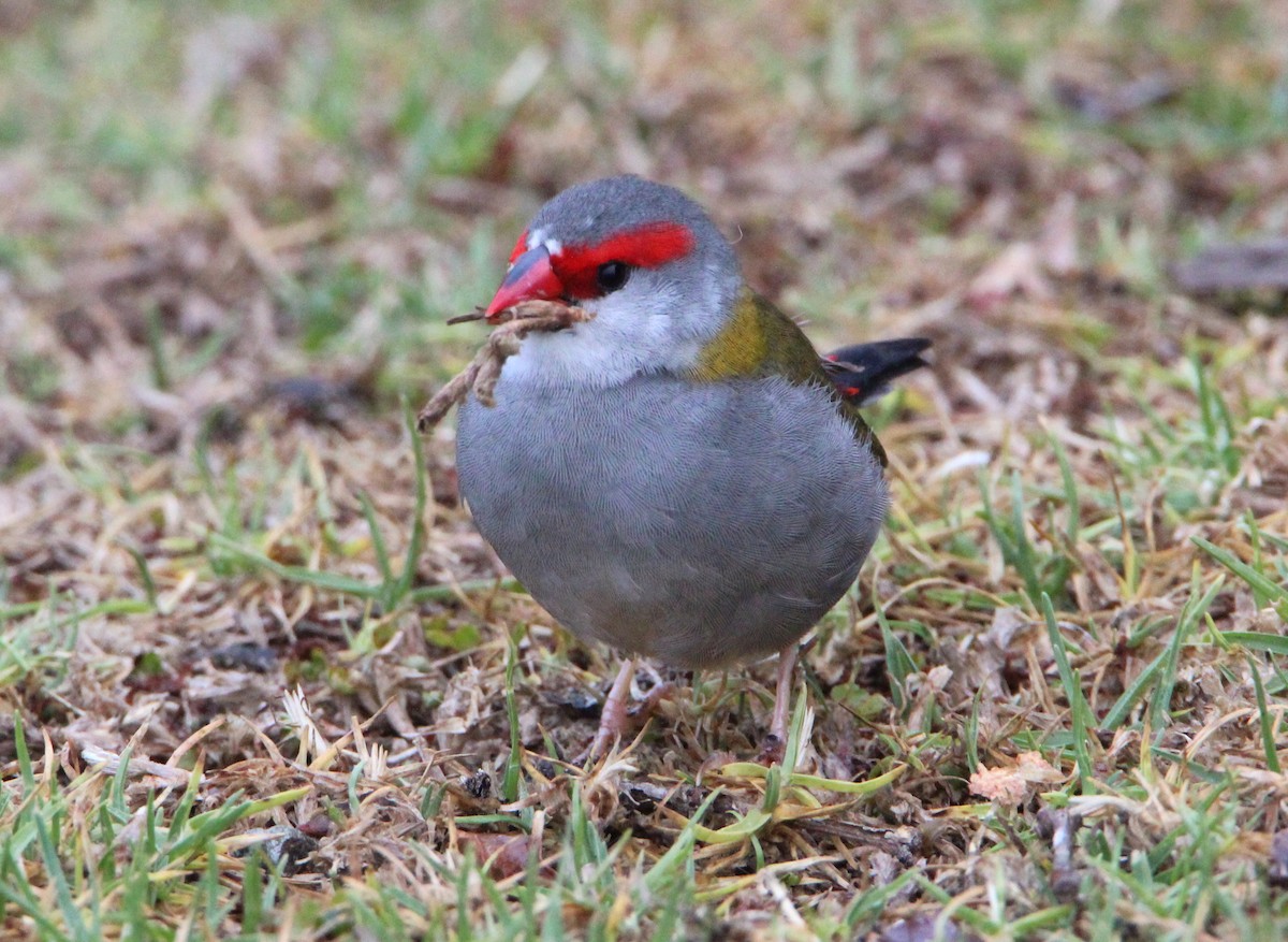 Red-browed Firetail - Sandra Gallienne