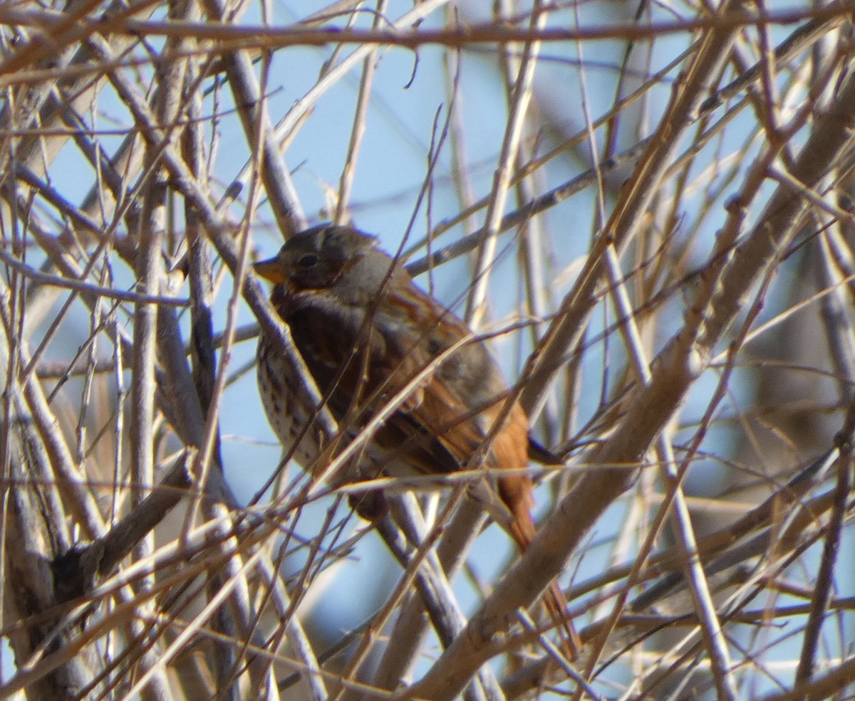 Fox Sparrow - ML420295651