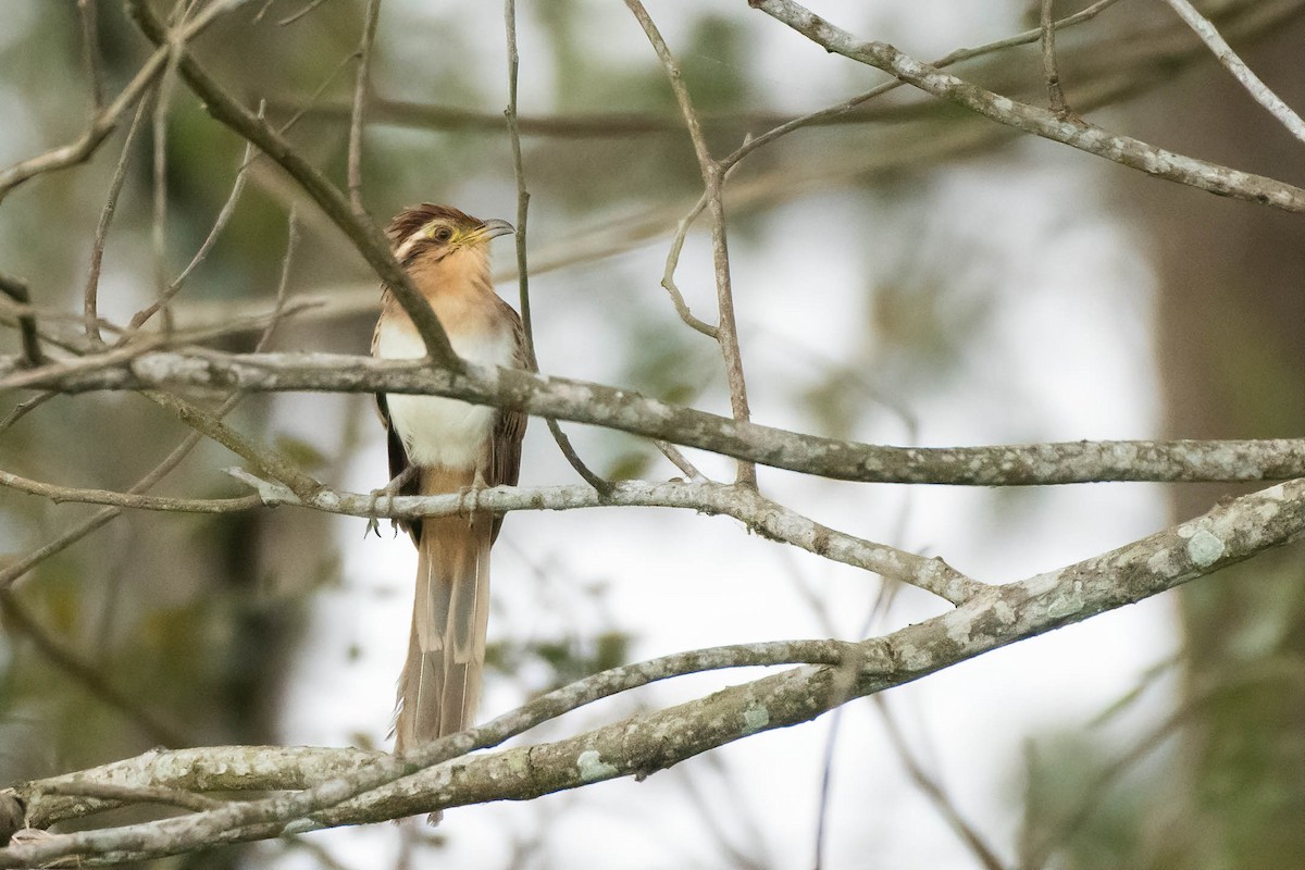 Striped Cuckoo - ML420296511