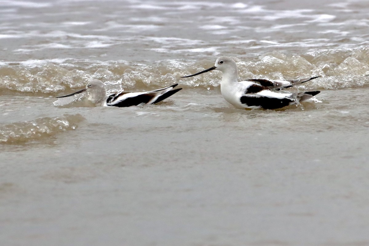 Avocette d'Amérique - ML420296581