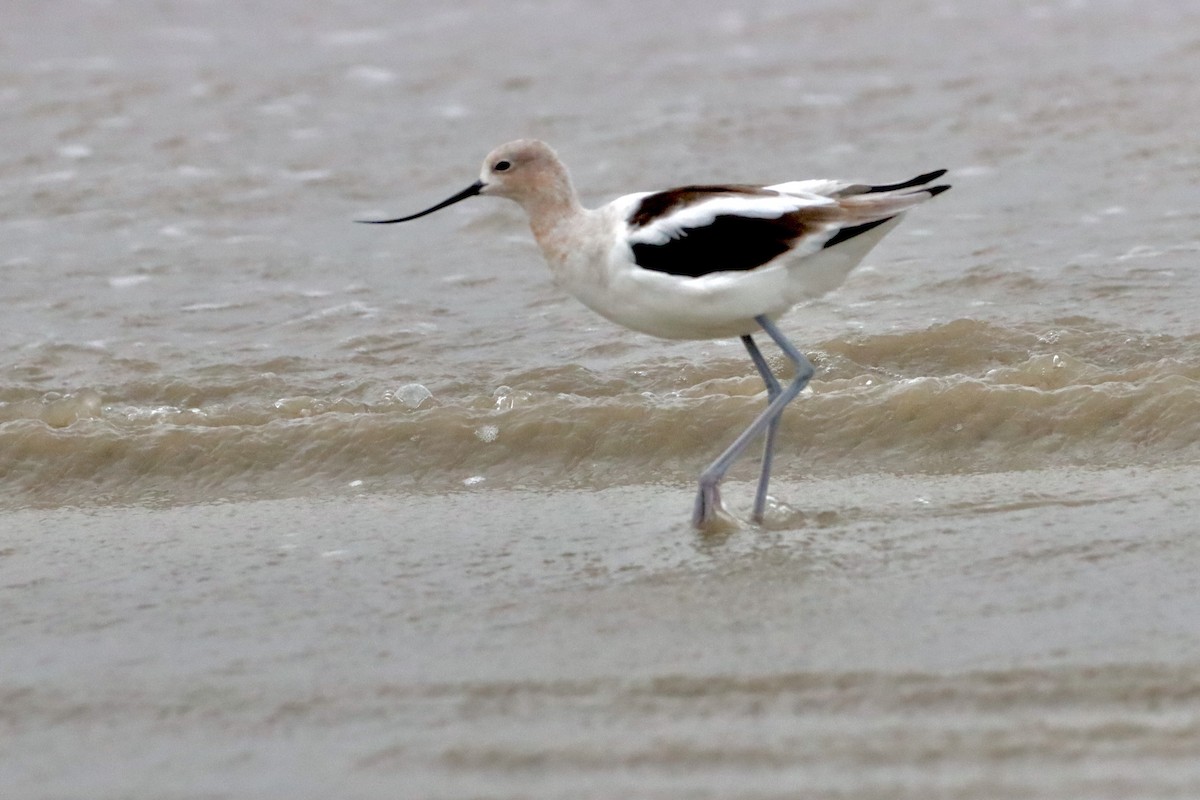 Avocette d'Amérique - ML420296601