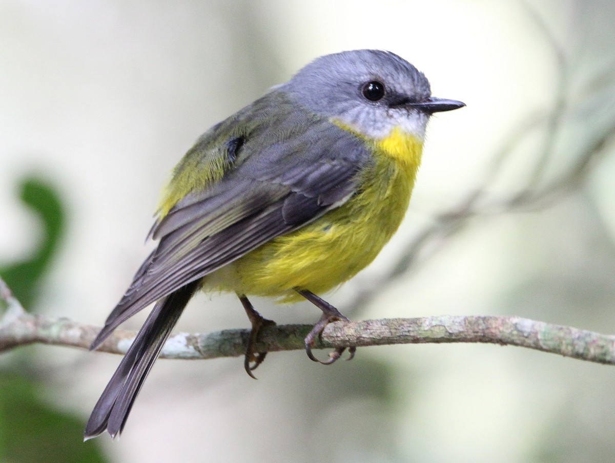 Eastern Yellow Robin - Sandra Gallienne