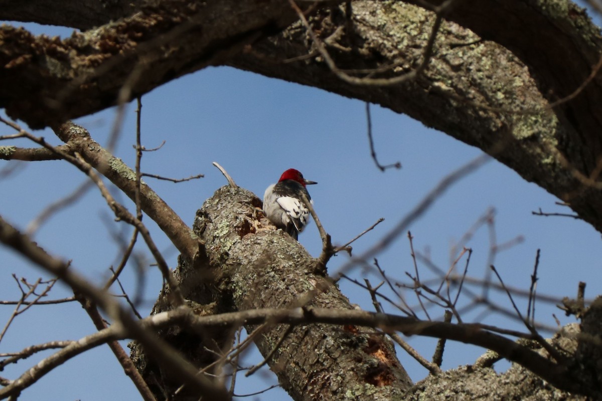 Red-headed Woodpecker - Jack & Jean Filigenzi