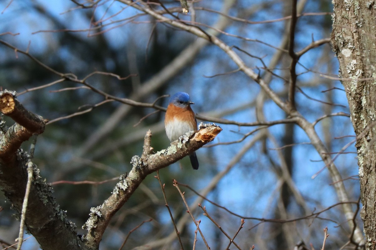 Eastern Bluebird - Jack & Jean Filigenzi