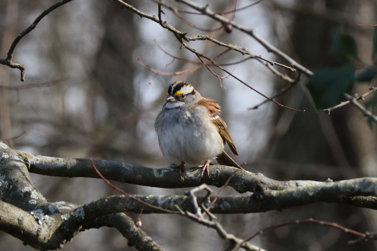 White-throated Sparrow - Jack & Jean Filigenzi