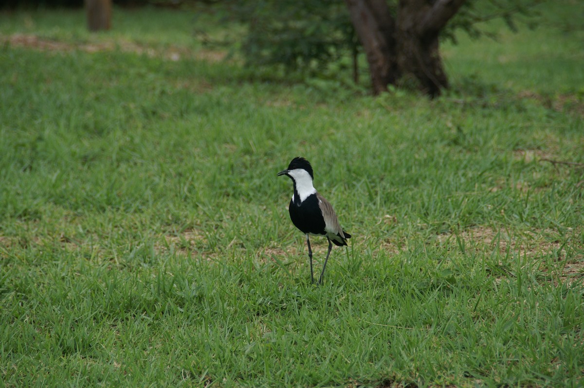 Spur-winged Lapwing - ML420298951