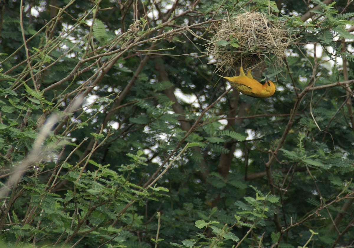 Orange Weaver - ML420298981