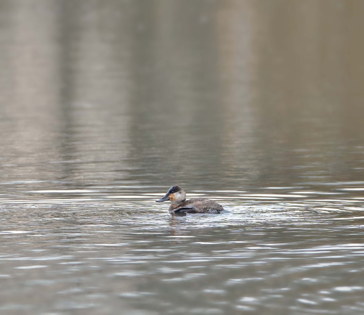 Ruddy Duck - Ken Pitts