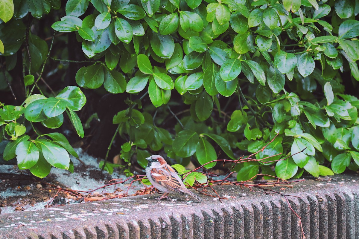 House Sparrow - ML420300581